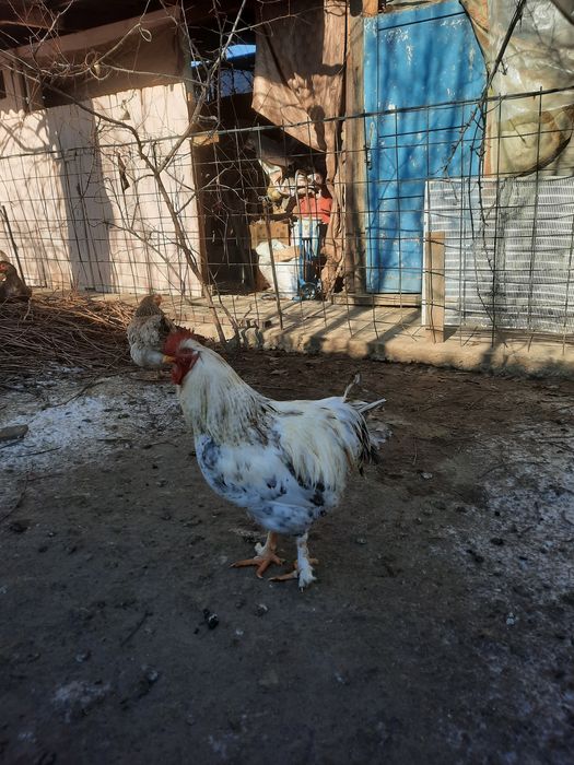 Продаются петухи