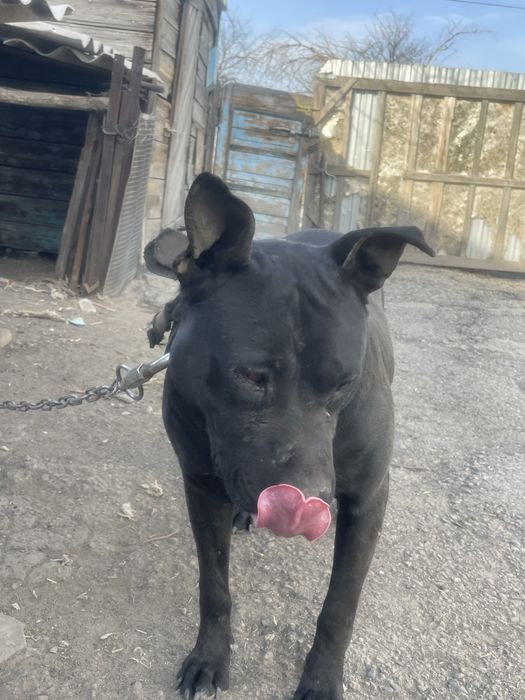 Продам питбуля кубинец