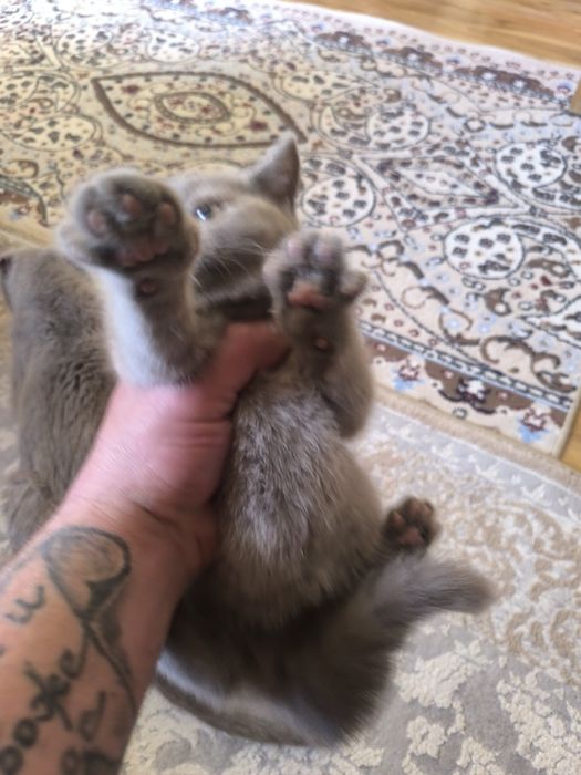 Продам шотланских котят