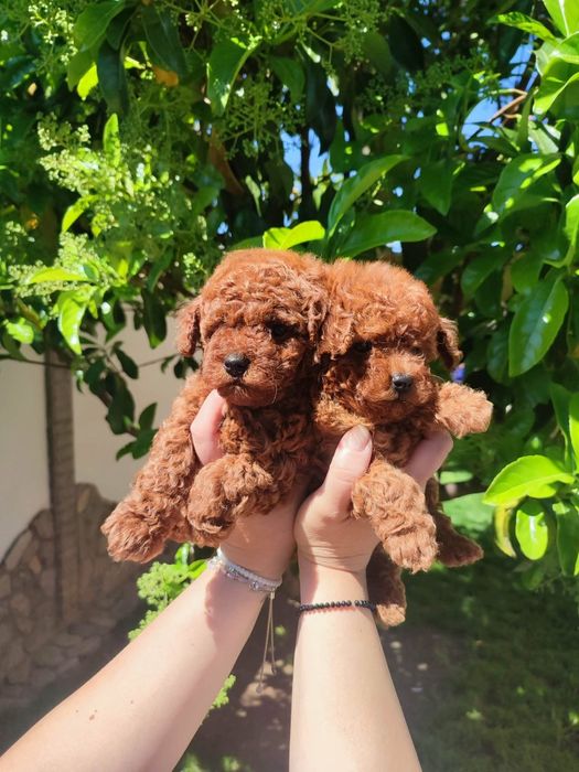 Пудел Той/Poodle Toy