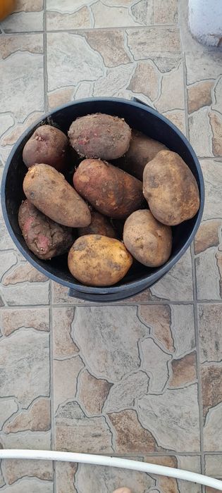 Картофель едовой