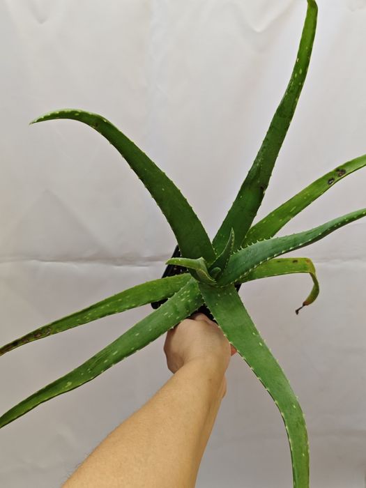 Алоэ комнатное растение