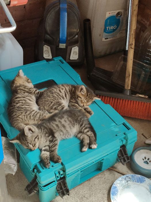 Отдам котят за 10тг.