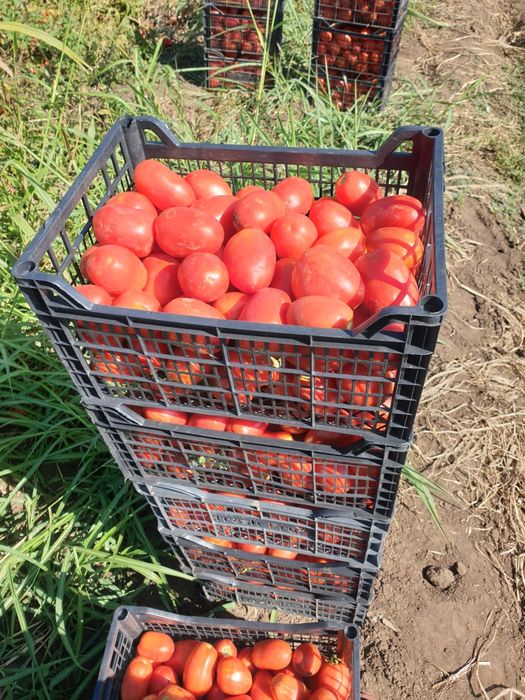 Roșii Dyno Prunișoare