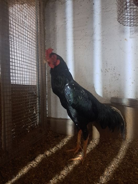 Дакан, шолпан микс шамо