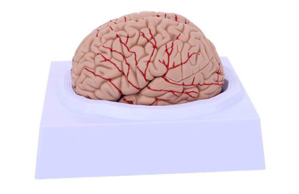 Anotomik mulyaj maket model.Анатомические модели муляжи макеты скелеты