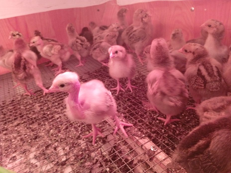 Балапан Цыплята разные