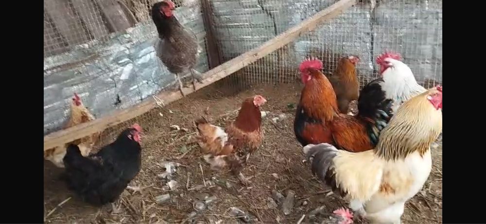 Продам инкубационные яйца