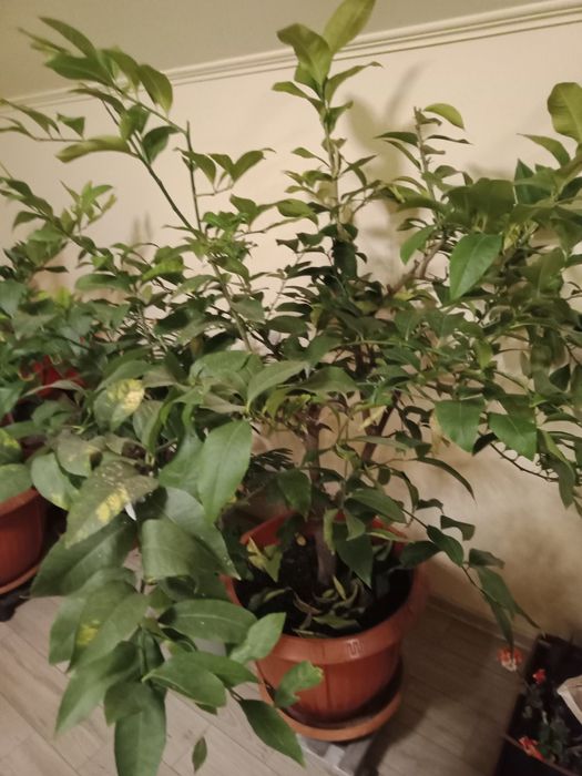 Lămâi roditori de 1,7 m