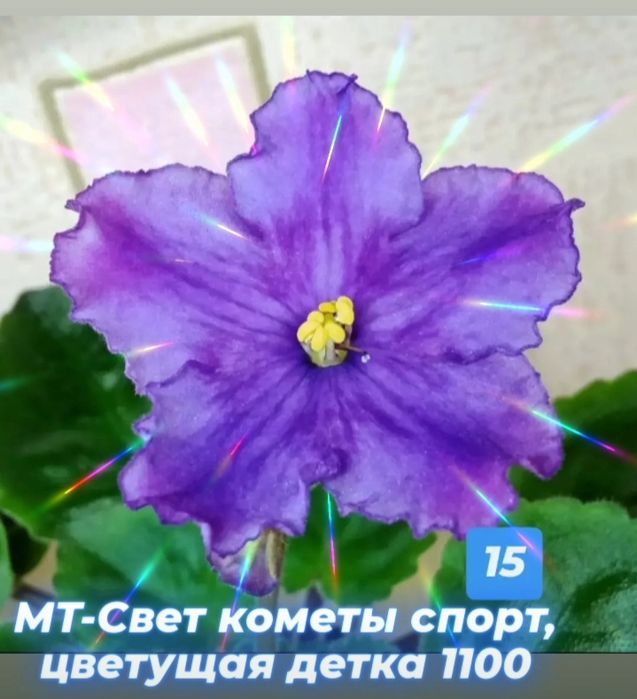 Цветущие фиалки в наличии