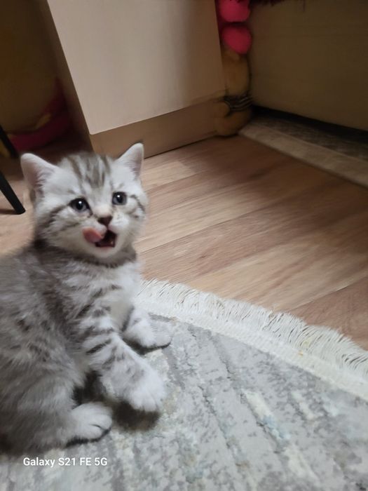 Продам шотландского котёнка