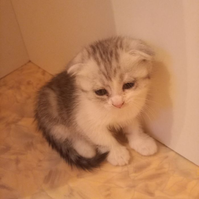 Вислоухий котёнок 1 месяц
