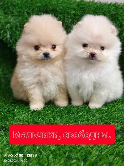 Продам шикарных щенков померашек
