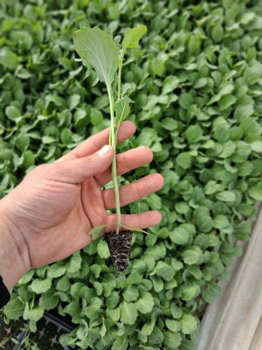 Vand rasad de  varza de vara plata cu frunza subtire