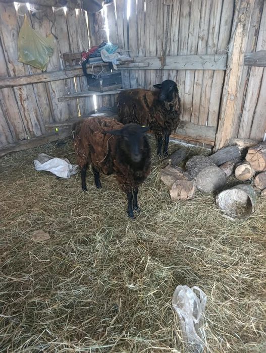 Продам баранов срочно