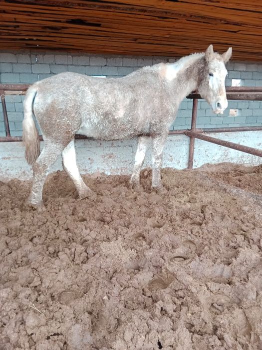 1.70 бие сатылады