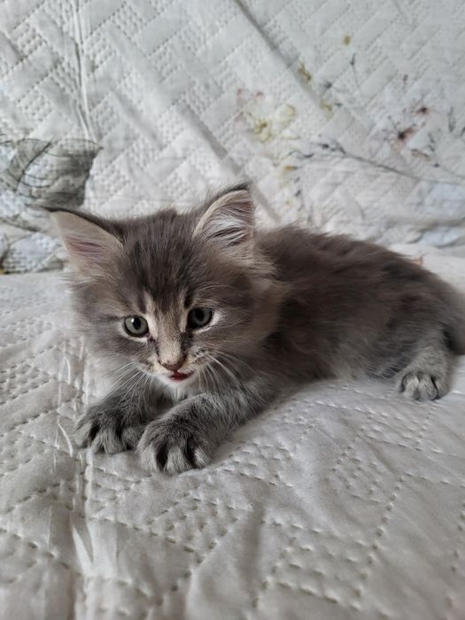 Отдам котят, мальчиков