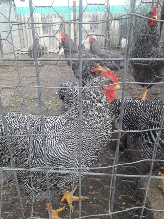 Pasări de curte de vînzare Plymut Rok Barat