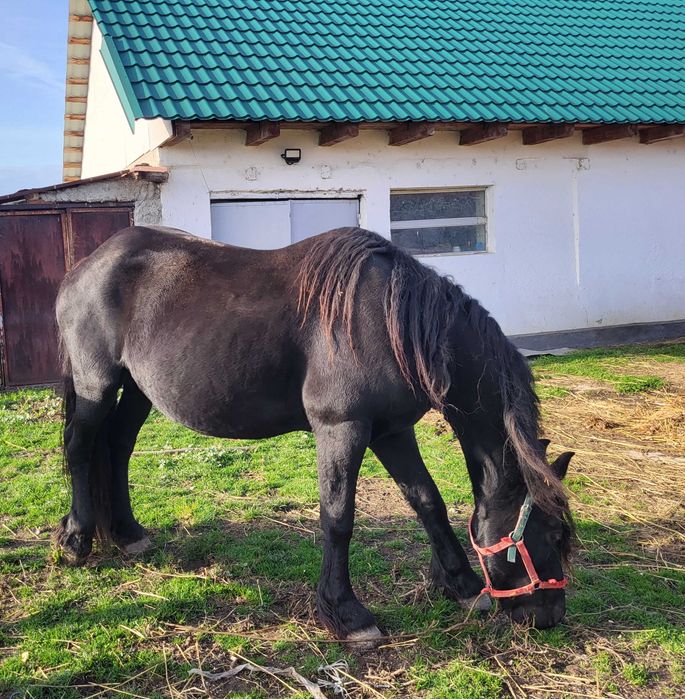 Vand o iapa friz si o manaza
