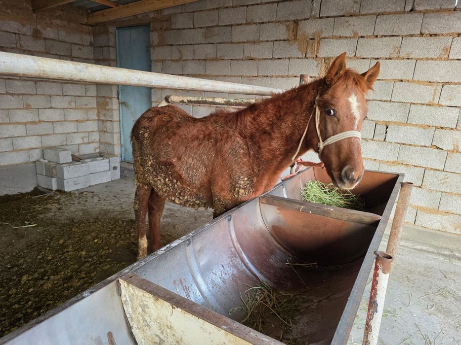 Биылғы жабағилер