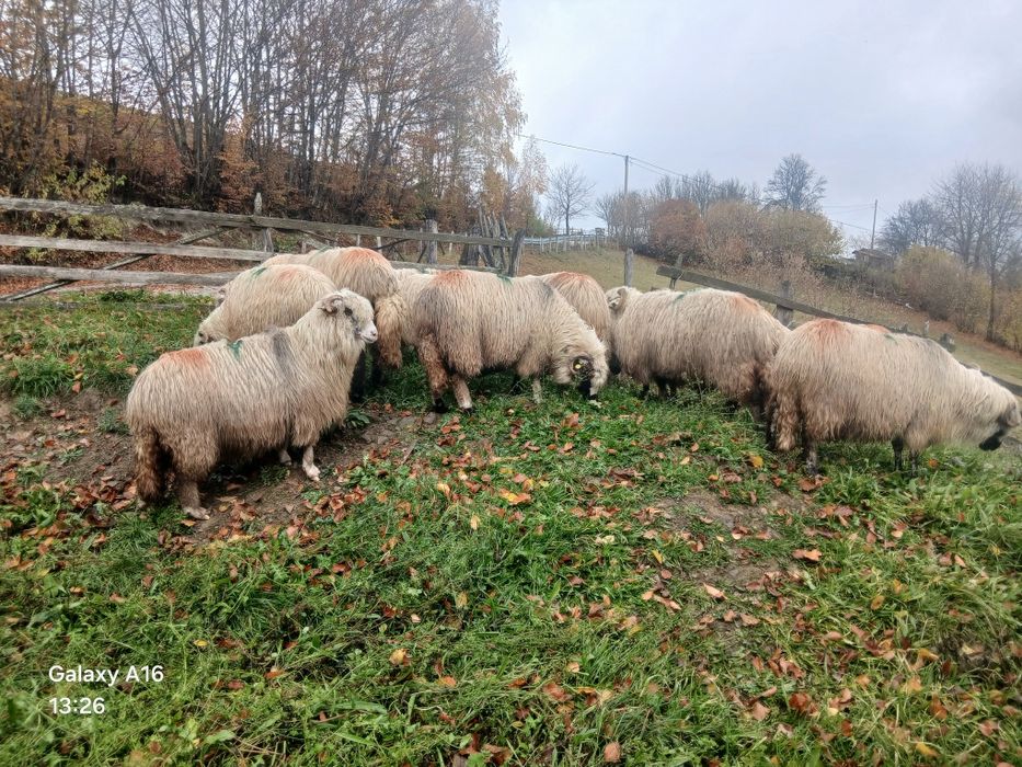 Oi fătătoare de vînzare