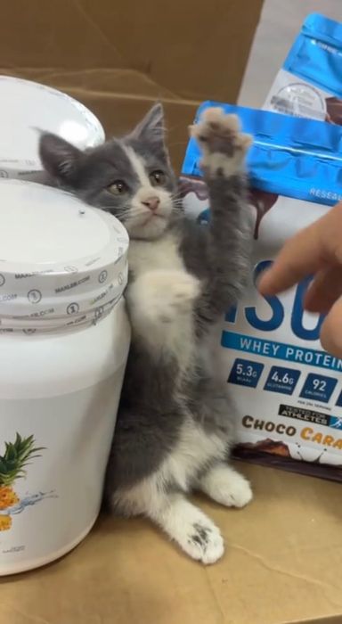 Котенок бесплатно
