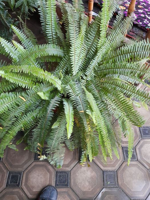 Gul sotiladi katta chiroyli