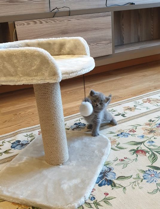 Британчики Голубого Окраса.