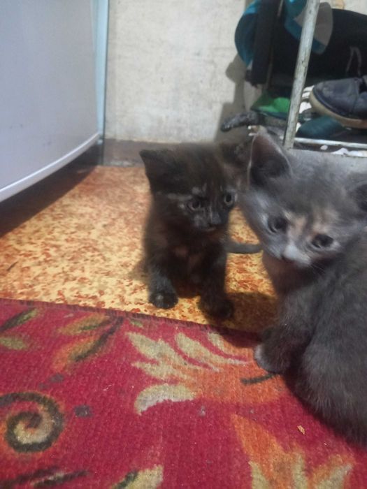 Отдам котят в добрые руки