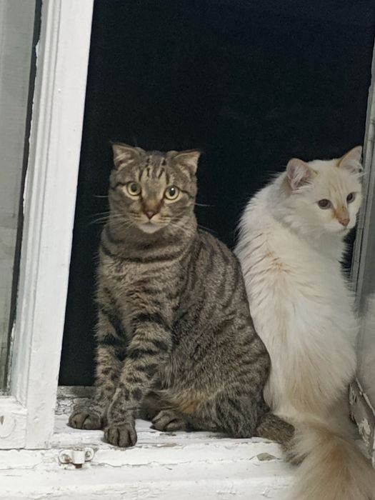 Отдам бесплатно кота