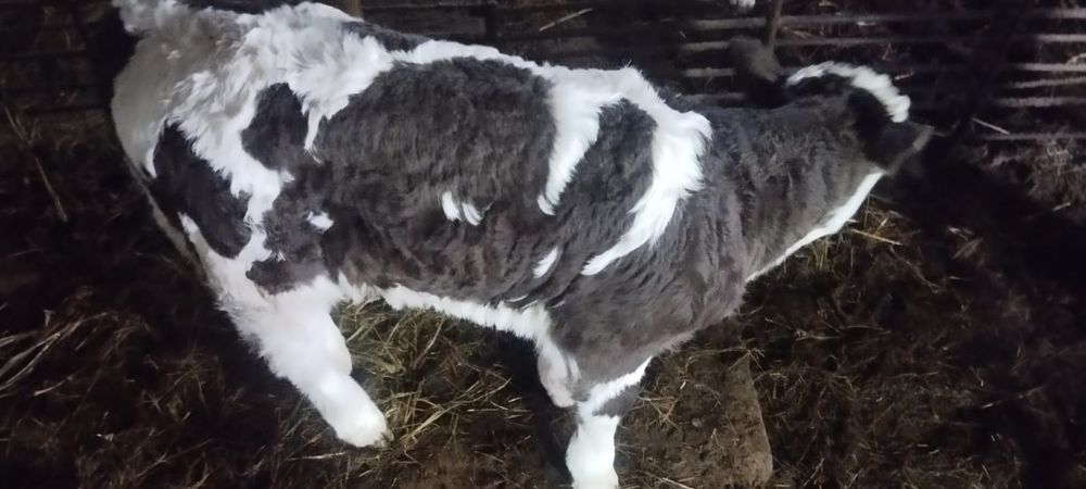 Продам телёнка ( бычок )