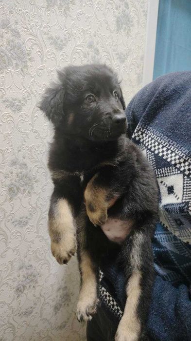 Собаки / Щенки пристраиваются Домашние / Kuchuk It