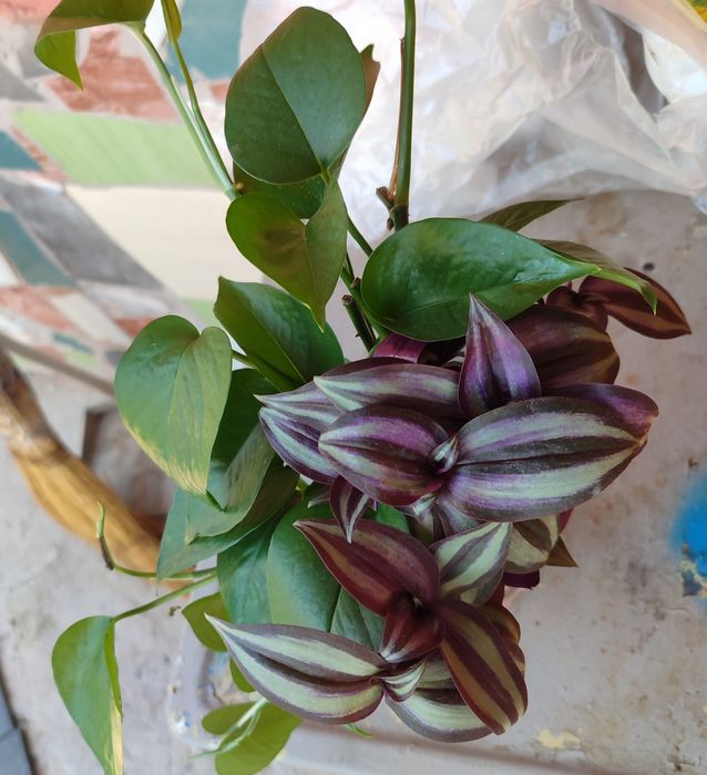 Продам отростки цветов