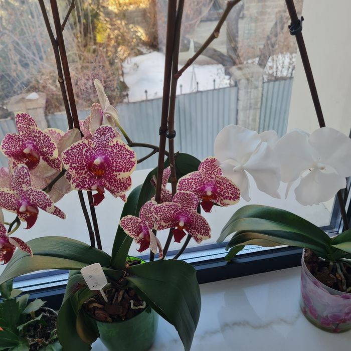 Продам коллекцию орхидей