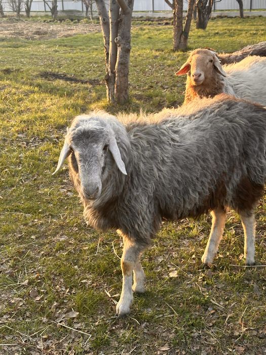 Тохты ЕРКЕК  Эдильбаевский