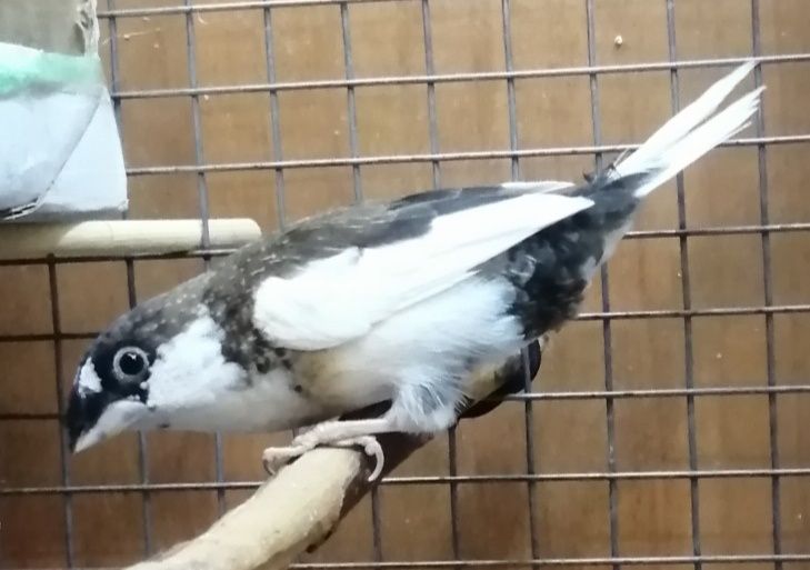 Японская амадина. Самка.