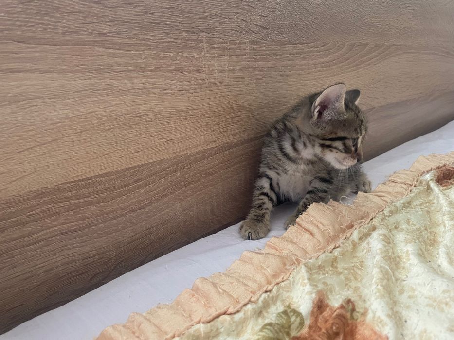 подарявам котета