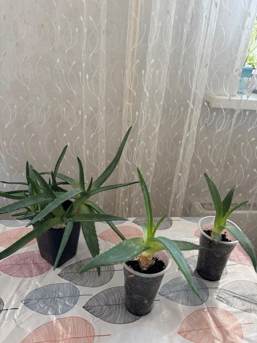 Продам Алой Вера