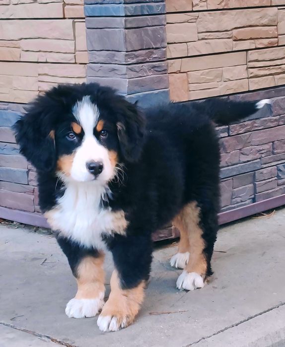 Щенки Бернского Зейнедхуда