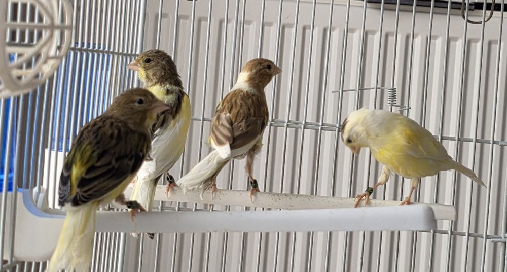 Vând canari timbrado