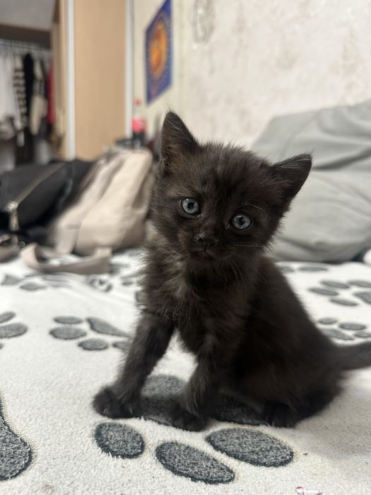 Котенок, мальчик