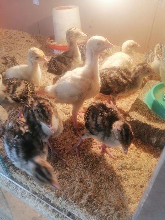 Шожектер сатылады