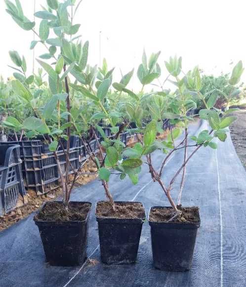 Afin Siberian Wojtek