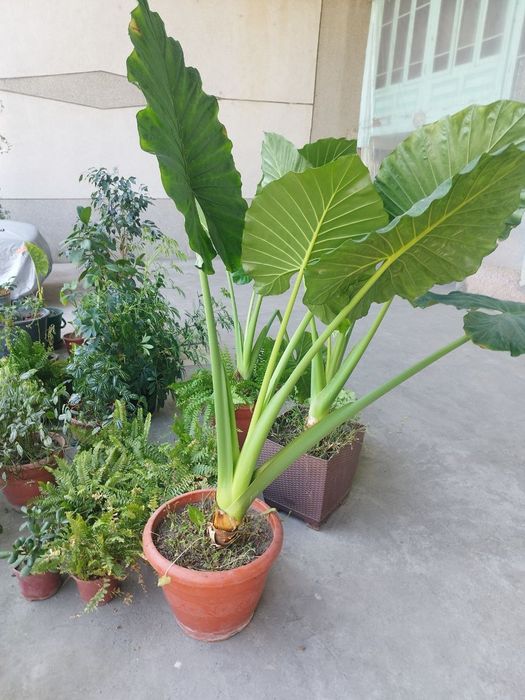 shu gullar sotiladi narxi kelishiladi