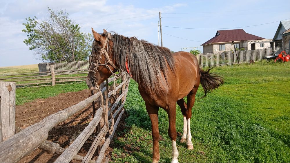 Продам жеребец или обмен