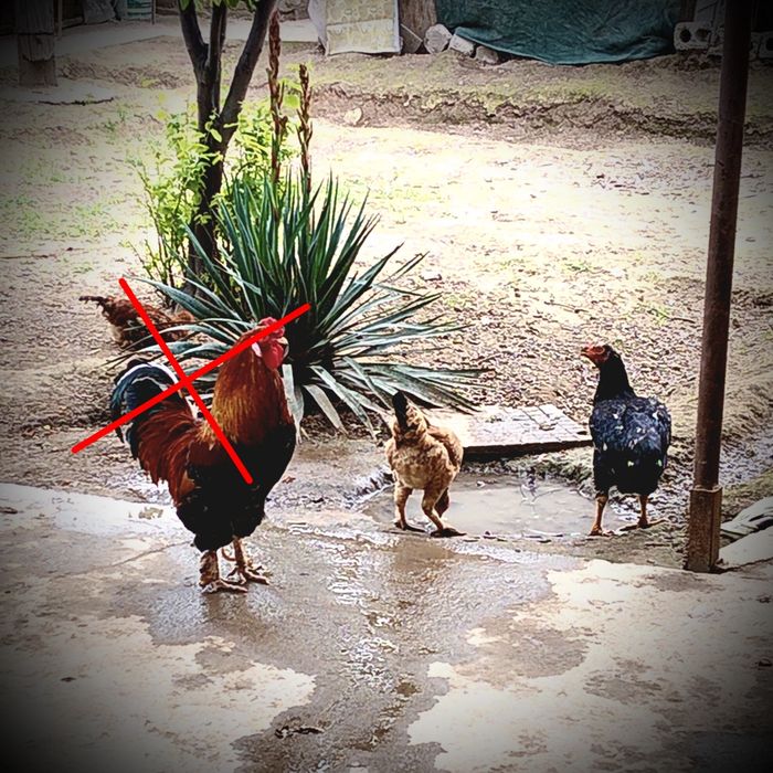 Dakan tovuqlar sotiladi