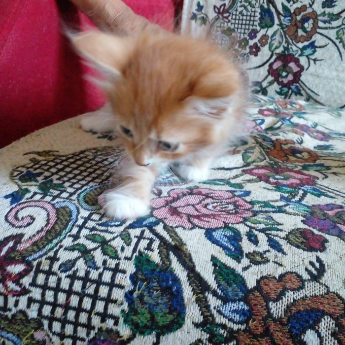 Наши маленькие котята