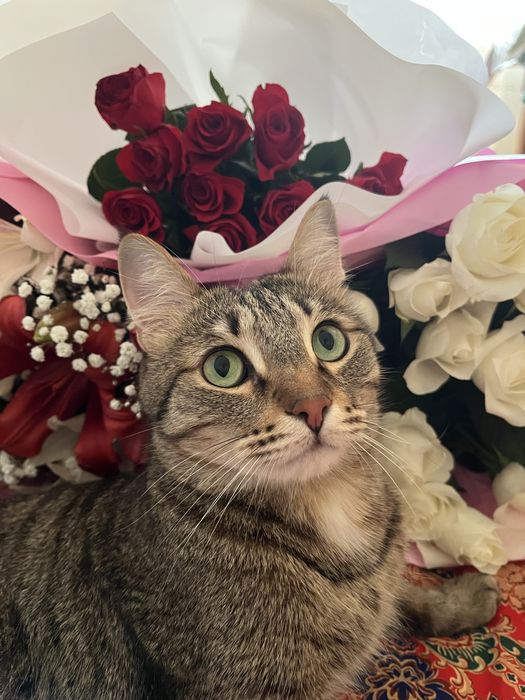 Отдаем кота( мальчик )