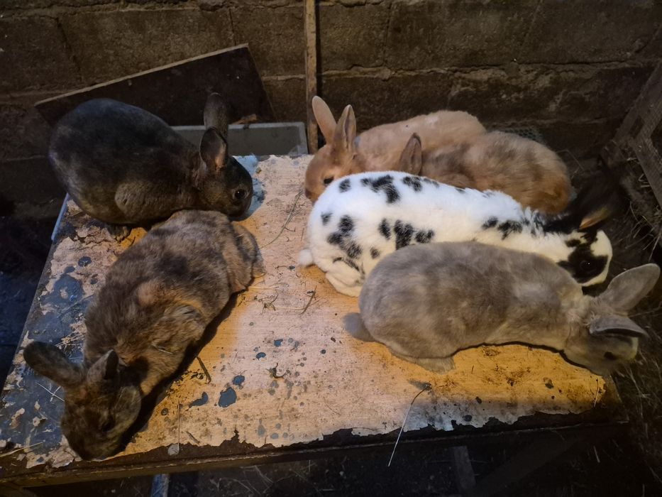 Vand iepuri rex  mascluli si femele