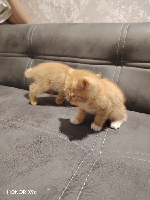 кошки болша 2 месяц